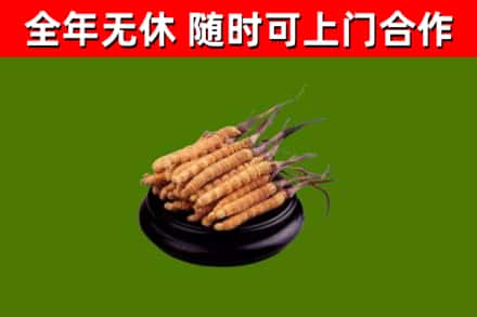雨花台回收冬虫夏草