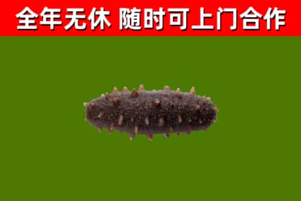 雨花台回收海参干